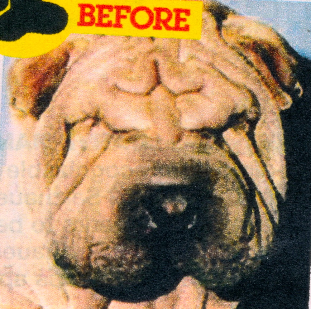 Animal Plastic Surgery