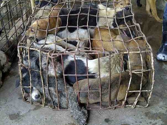 Vietnams Dog Meat Trade http://notodogmeat.com